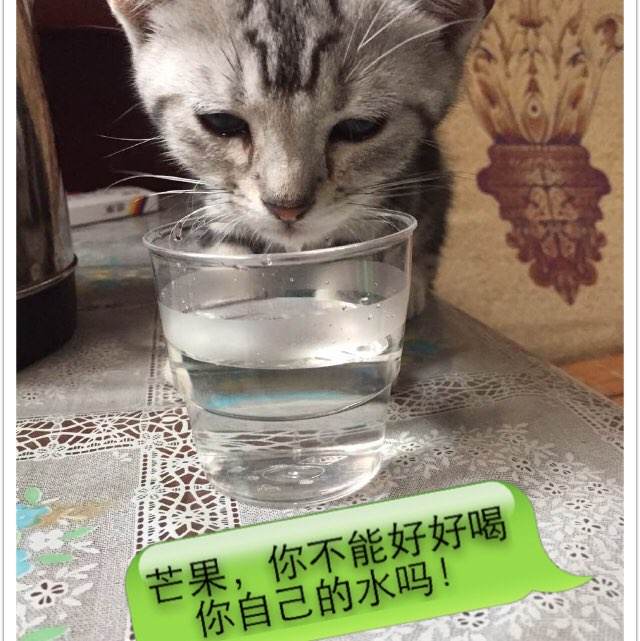 仿制罗马尼亚身份证